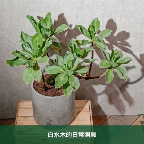 白水木如何照顧|白水木如何塑型？白水木照顧指南：風水擺放、修剪方。